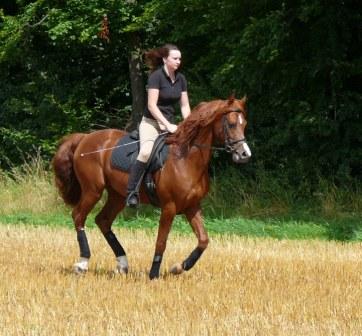SRF Barolo